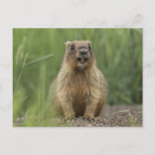 Funny Brown Realistic Groundhog Tongue Out Photo Briefkaart (Voorkant)