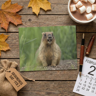 Funny Brown Realistic Groundhog Tongue Out Photo Briefkaart