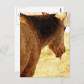 Funny Buckskin Briefkaart (Voorkant / Achterkant)