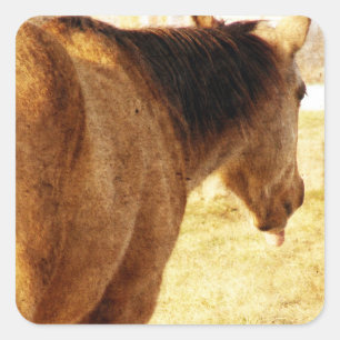 Funny Buckskin Vierkante Sticker