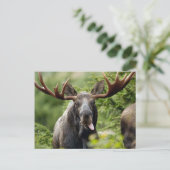 Funny Bull Moose Briefkaart (Staand voorkant)