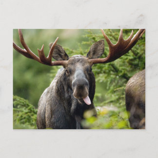 Funny Bull Moose Briefkaart