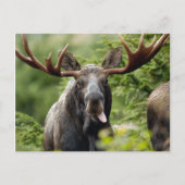 Funny Bull Moose Briefkaart (Voorkant)