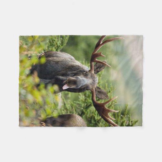 Funny Bull Moose Fleece Deken (Voorkant (Horizontaal))