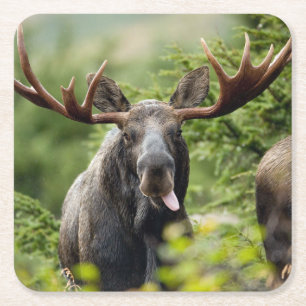 Funny Bull Moose Kartonnen Onderzetters