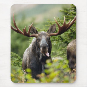 Funny Bull Moose Muismat