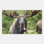 Funny Bull Moose Rechthoekige Sticker (Voorkant)
