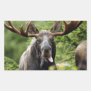 Funny Bull Moose Rechthoekige Sticker