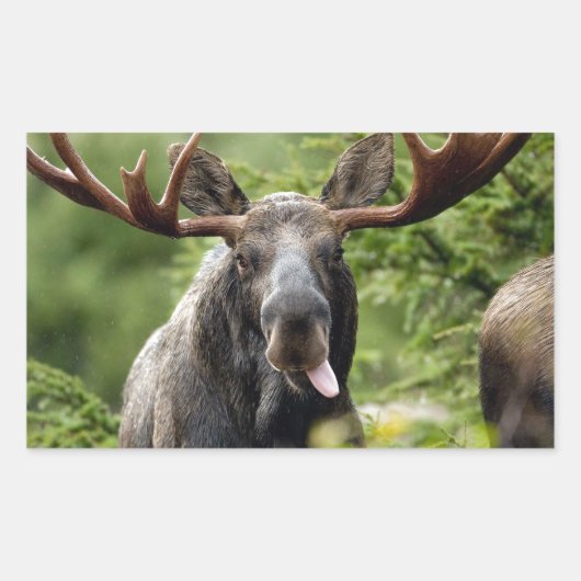 Funny Bull Moose Rechthoekige Sticker (Voorkant)