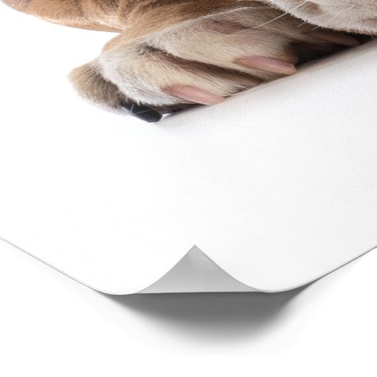 Funny Bulldog - Poster - srf (Hoek)