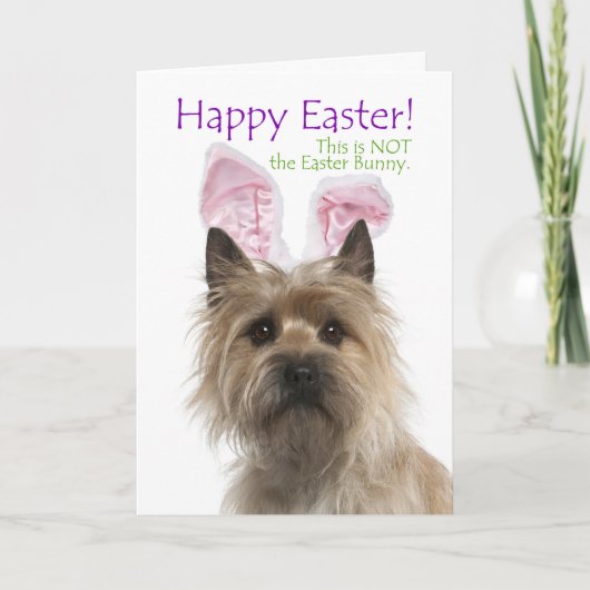 Funny Cairn Terrier Easter Kaart (Voorkant)