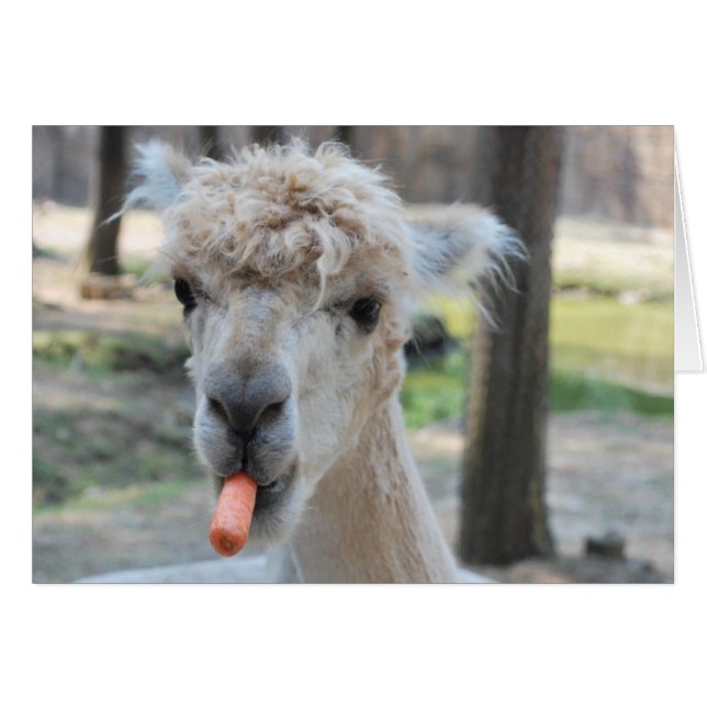 Funny camel (Voorkant Horizontaal)