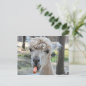 Funny camel briefkaart (Staand voorkant)