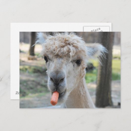 Funny camel briefkaart (Voorkant / Achterkant)