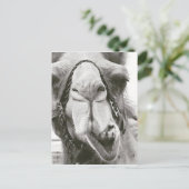 Funny Camel Briefkaart (Staand voorkant)