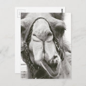 Funny Camel Briefkaart (Voorkant / Achterkant)