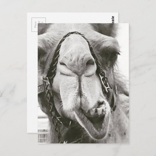 Funny Camel Briefkaart (Voorkant / Achterkant)