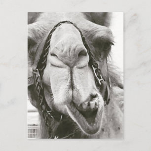 Funny Camel Briefkaart