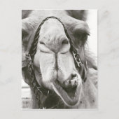 Funny Camel Briefkaart (Voorkant)