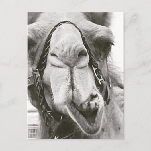 Funny Camel Briefkaart (Voorkant)