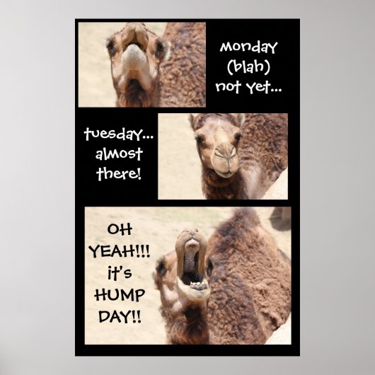 Funny Camel Hump Day COUNTDOWN Poster (24x36) (Voorkant)
