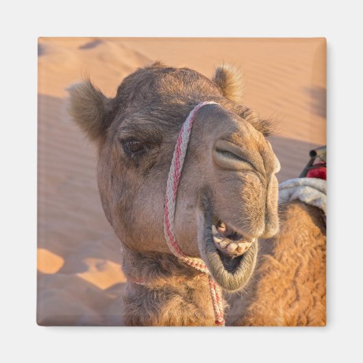 Funny Camel Magneet (Voorkant)
