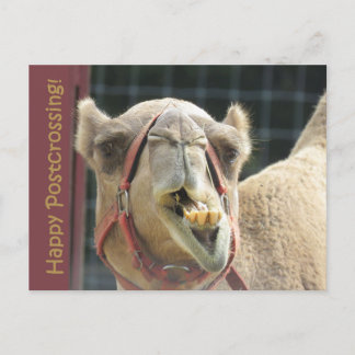 Funny Camel Postcrossing Briefkaart