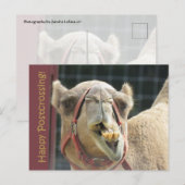 Funny Camel Postcrossing Briefkaart (Voorkant / Achterkant)