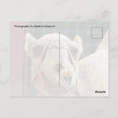 Funny Camel Postcrossing Briefkaart (Achterkant)