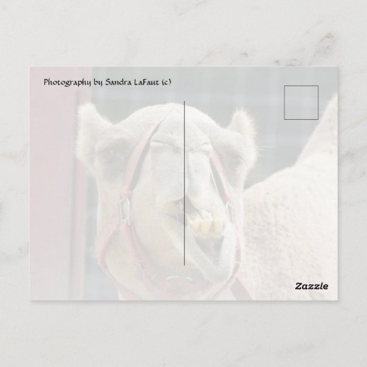 Funny Camel Postcrossing Briefkaart (Achterkant)