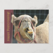 Funny Camel Postcrossing Briefkaart (Voorkant)