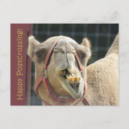 Funny Camel Postcrossing Briefkaart