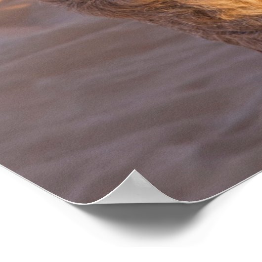 Funny Camel Poster (Hoek)