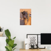 Funny Camel Poster (Thuiskantoor)