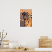 Funny Camel Poster (Keuken)