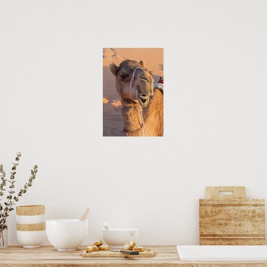 Funny Camel Poster (Keuken)