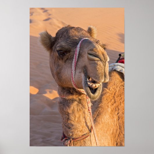 Funny Camel Poster (Voorkant)