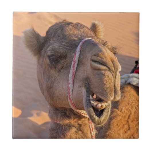 Funny Camel Tegeltje (Voorkant)
