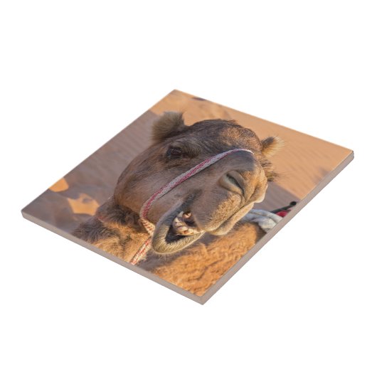 Funny Camel Tegeltje (Zijkant)