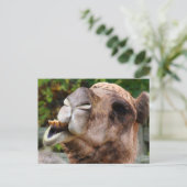 Funny Camel Wildlife Animal Foto Briefkaart (Staand voorkant)