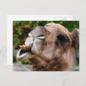 Funny Camel Wildlife Animal Foto Briefkaart (Voorkant / Achterkant)