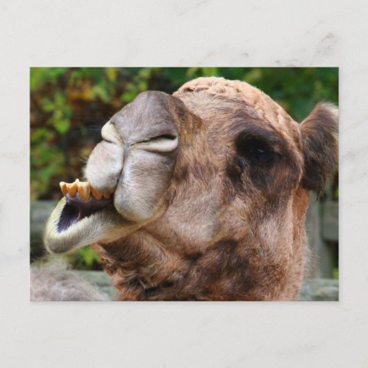 Funny Camel Wildlife Animal Foto Briefkaart (Voorkant)
