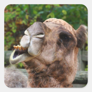 Funny Camel Wildlife Animal Foto Vierkante Sticker