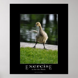 Funny Canada Goose Gosling oefent emotivationeel u Poster