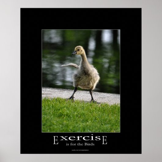 Funny Canada Goose Gosling oefent emotivationeel u Poster (Voorkant)