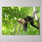Funny Capuchin Monkey in een boom Poster (Voorkant)