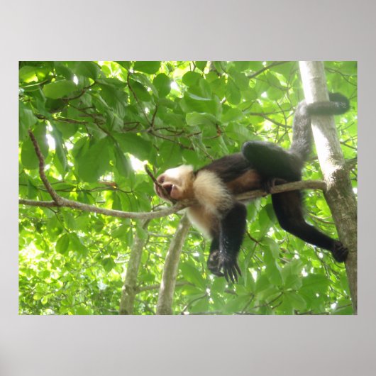 Funny Capuchin Monkey in een boom Poster (Voorkant)