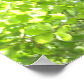 Funny Capuchin Monkey in een boom Poster (Hoek)