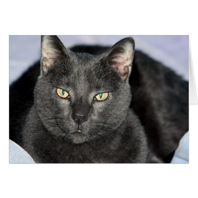 Funny Cards (Voorkant Horizontaal)