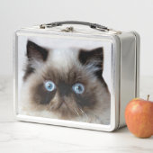 Funny Cat (In situ)